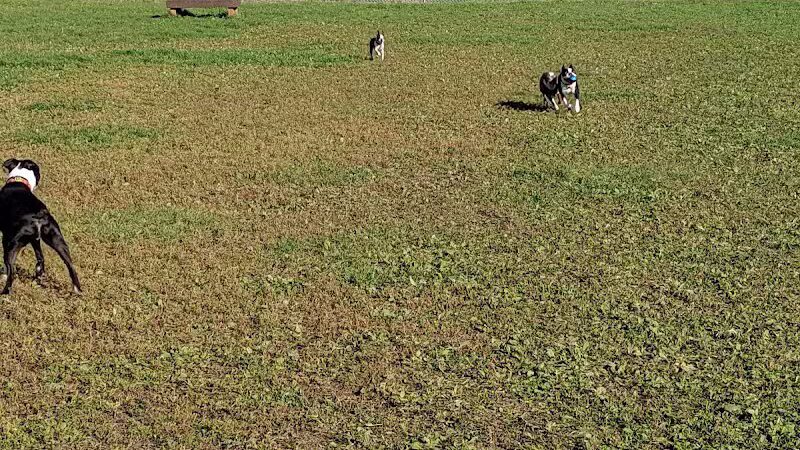 4 Paws Dog Park - Plymouth,