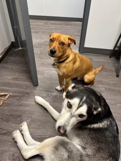 Dogtopia of Plymouth - Plymouth,