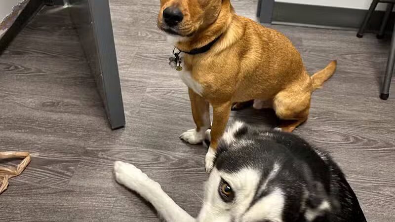 Dogtopia of Plymouth - Plymouth,