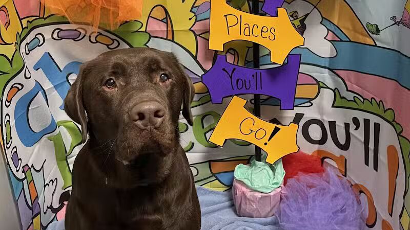 Dogtopia of Plymouth - Plymouth,