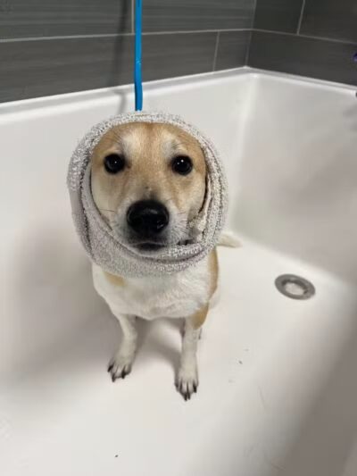 Dogtopia of Plymouth - Plymouth,