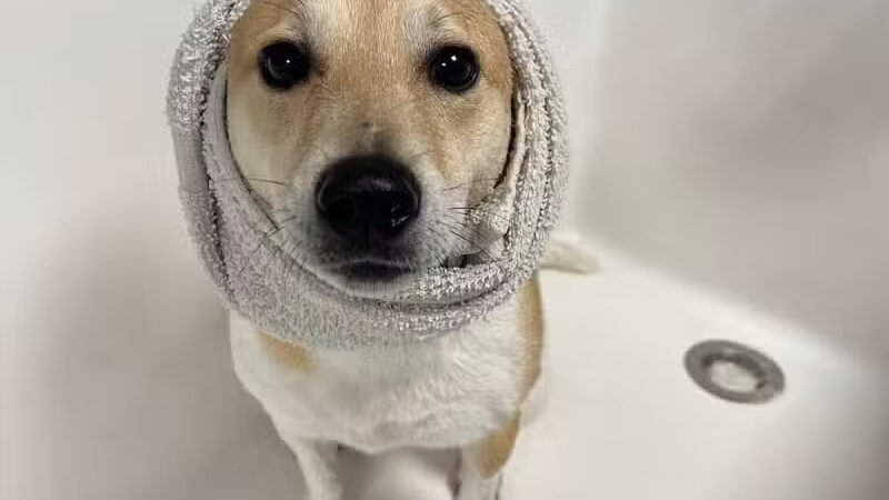 Dogtopia of Plymouth - Plymouth,