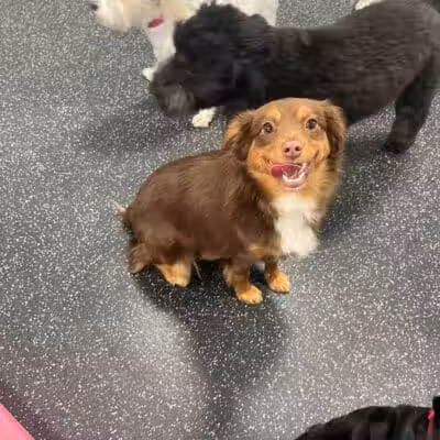 Dogtopia of Plymouth - Plymouth,