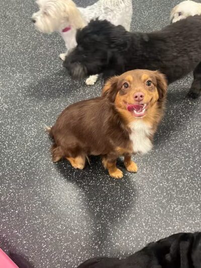 Dogtopia of Plymouth - Plymouth,