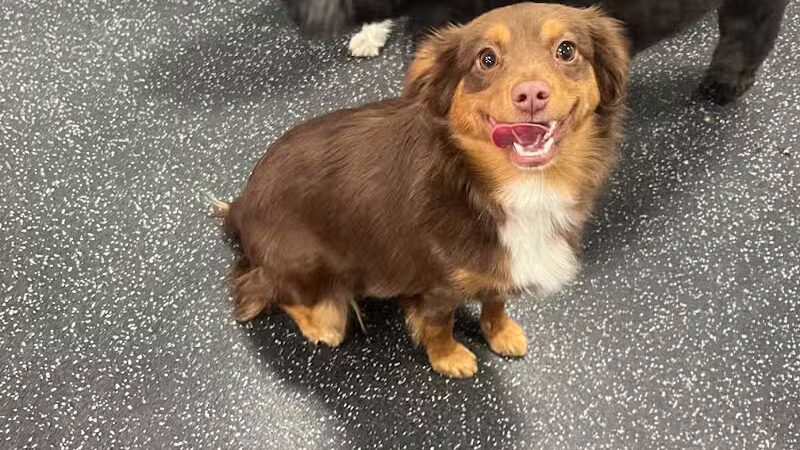 Dogtopia of Plymouth - Plymouth,