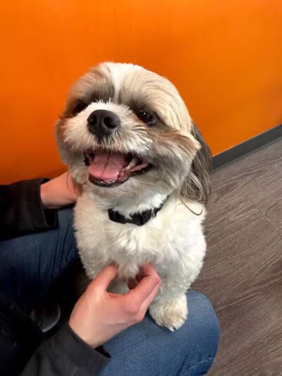 Dogtopia of Plymouth - Plymouth,