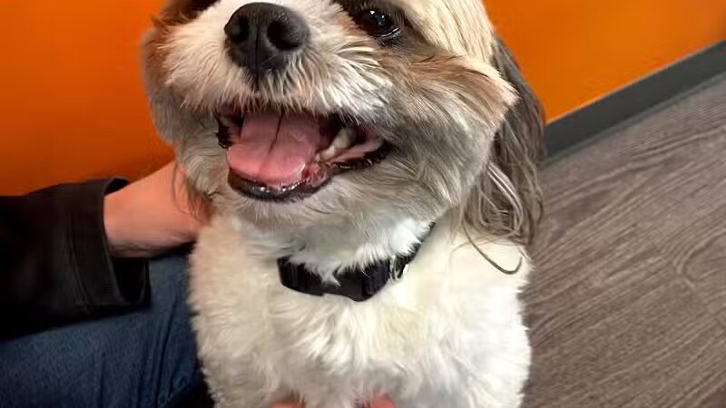 Dogtopia of Plymouth - Plymouth,