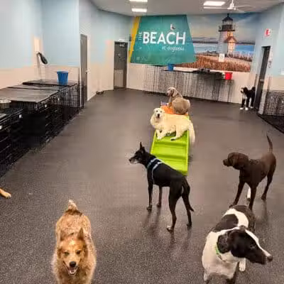 Dogtopia of Plymouth - Plymouth,