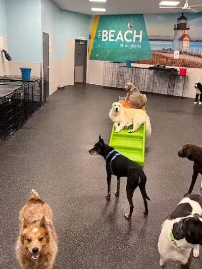 Dogtopia of Plymouth - Plymouth,