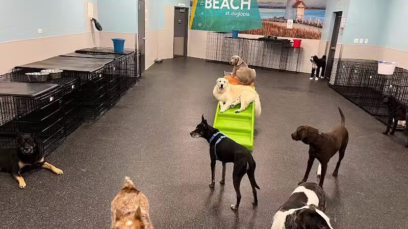 Dogtopia of Plymouth - Plymouth,