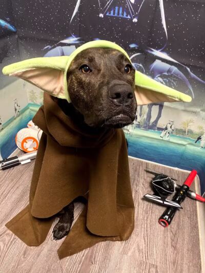 Dogtopia of Plymouth - Plymouth,