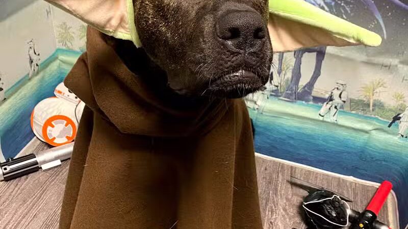 Dogtopia of Plymouth - Plymouth,