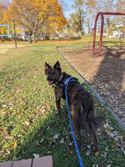 Fairground Park - Plymouth,