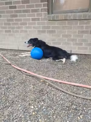 Love My Doggy Day Care - Plymouth Meeting, PA