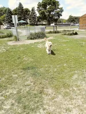4 Paws Dog Park - Plymouth,