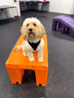 Dogtopia of Plymouth - Plymouth,