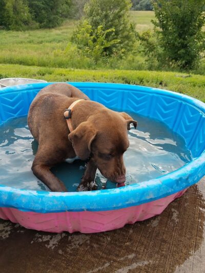 Plymouth Dog Park - Plymouth, MN