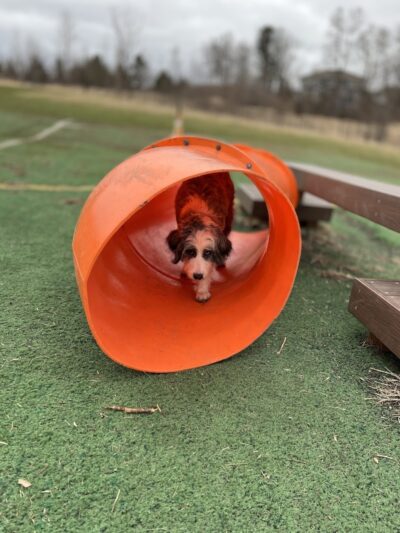 Plymouth Dog Park - Plymouth, MN