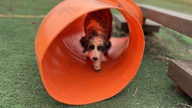 Plymouth Dog Park - Plymouth, MN