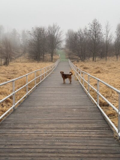 Plymouth Dog Park - Plymouth, MN