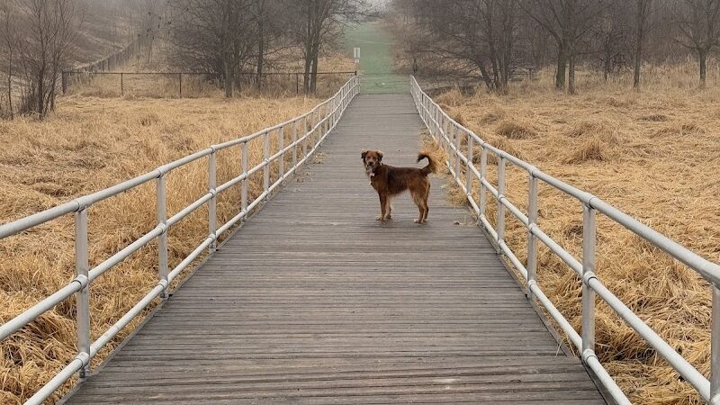 Plymouth Dog Park - Plymouth, MN