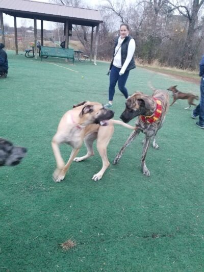 Plymouth Dog Park - Plymouth, MN