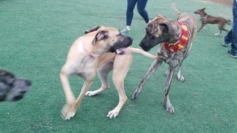 Plymouth Dog Park - Plymouth, MN