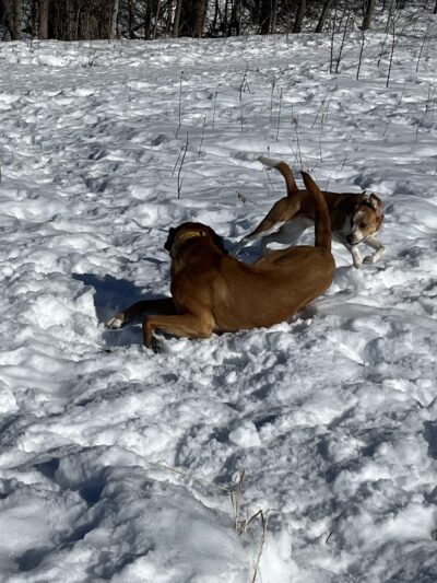 Plymouth Dog Park - Plymouth, MN
