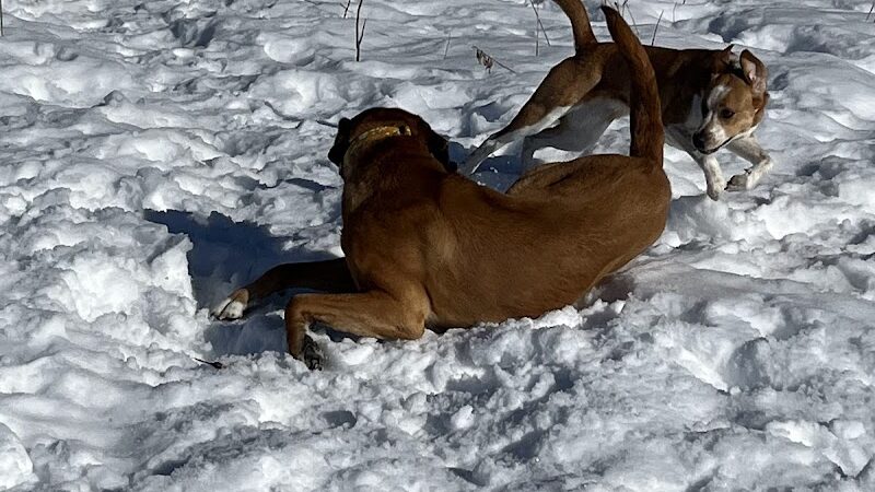 Plymouth Dog Park - Plymouth, MN