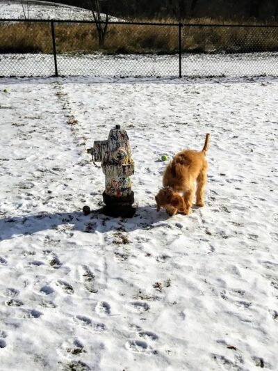 Plymouth Dog Park - Plymouth, MN