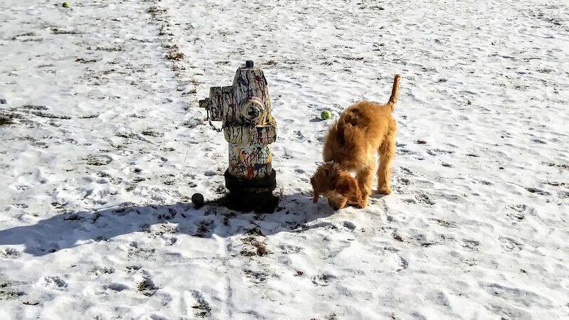 Plymouth Dog Park - Plymouth, MN