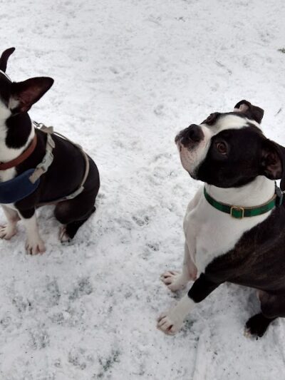 Plymouth Dog Park - Plymouth, MN