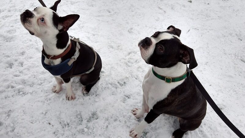 Plymouth Dog Park - Plymouth, MN