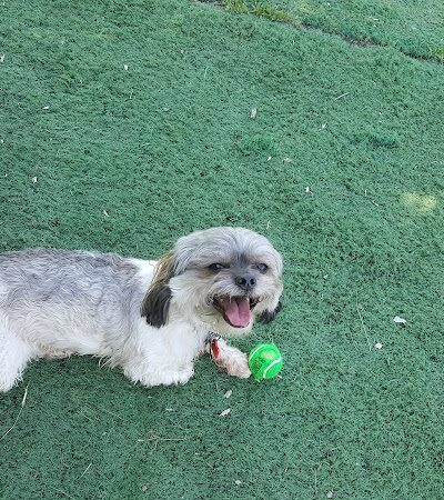 Plymouth Dog Park - Plymouth, MN