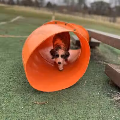 Plymouth Dog Park - Plymouth,