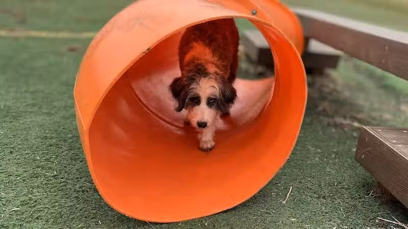 Plymouth Dog Park - Plymouth,