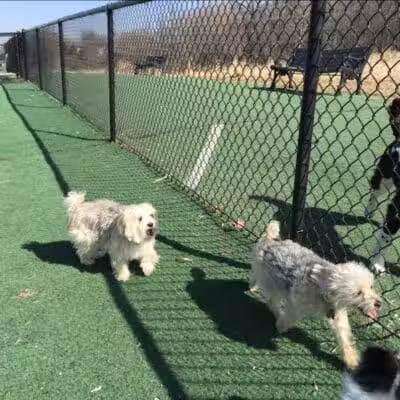 Plymouth Dog Park - Plymouth,