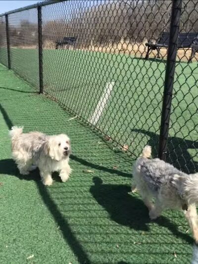 Plymouth Dog Park - Plymouth,