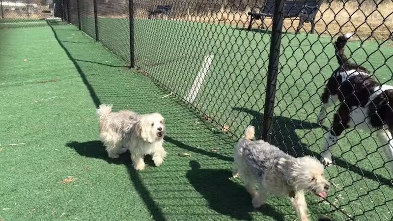 Plymouth Dog Park - Plymouth,