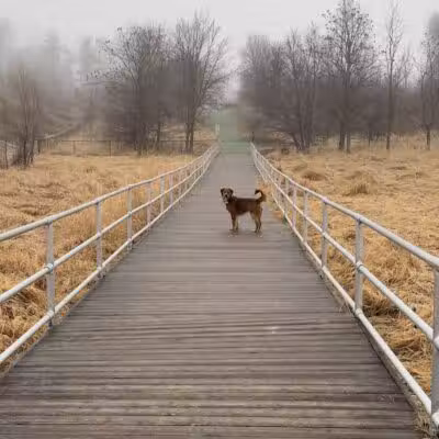 Plymouth Dog Park - Plymouth,