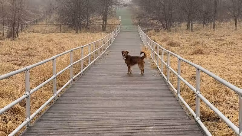 Plymouth Dog Park - Plymouth,