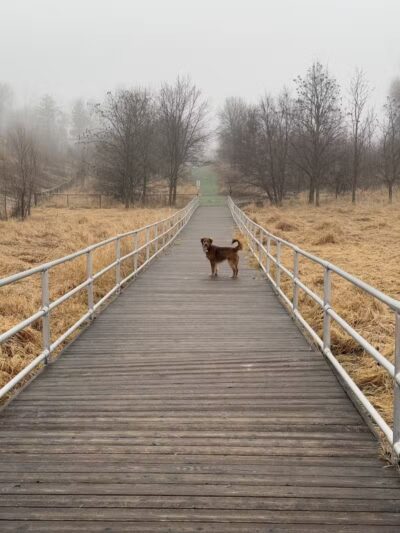 Plymouth Dog Park - Plymouth,
