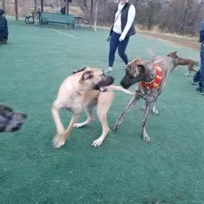 Plymouth Dog Park - Plymouth,
