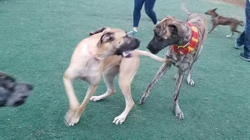 Plymouth Dog Park - Plymouth,