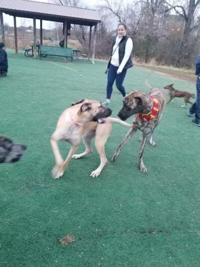 Plymouth Dog Park - Plymouth,