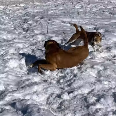 Plymouth Dog Park - Plymouth,