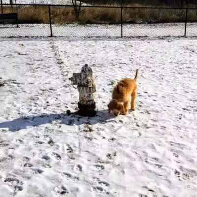 Plymouth Dog Park - Plymouth,