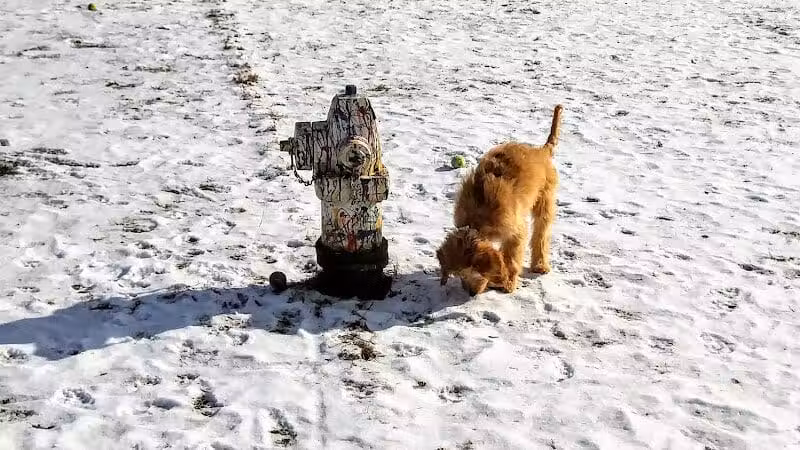 Plymouth Dog Park - Plymouth,