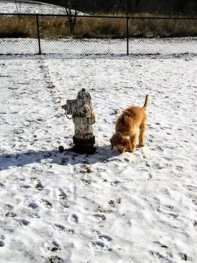 Plymouth Dog Park - Plymouth,