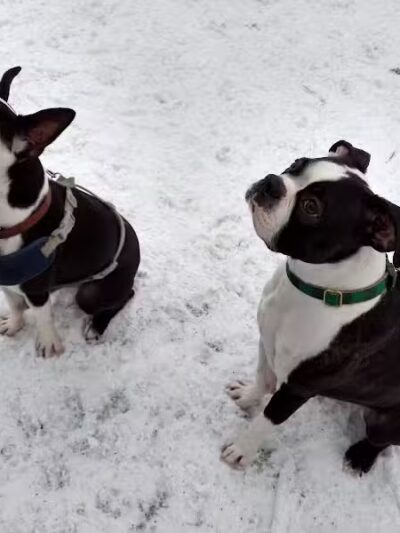 Plymouth Dog Park - Plymouth,